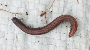 Attēlu rezultāti vaicājumam “Ommatoiulus sabulosus”