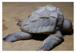 Image result for Lepidochelys olivacea