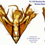 Attēlu rezultāti vaicājumam “Rusina ferruginea male”