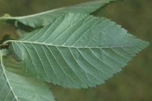 Attēlu rezultāti vaicājumam “Ulmus x hollandica leaf”