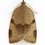 Attēlu rezultāti vaicājumam “Lozotaenia forsterana”