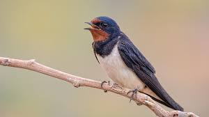 Attēlu rezultāti vaicājumam “Hirundo rustica”