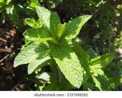 Attēlu rezultāti vaicājumam “Chaerophyllum aromaticum leaf”