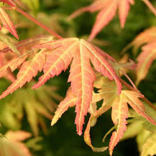 Image result for Acer palmatum `Orange Dream`