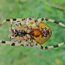 Attēlu rezultāti vaicājumam “Araneus quadratus female”