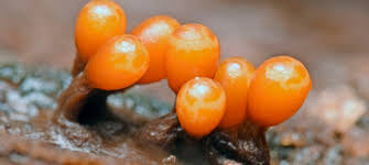 Attēlu rezultāti vaicājumam “Trichia botrytis var. cerifera macro”