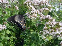 Attēlu rezultāti vaicājumam “Origanum majorana flower”