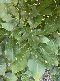 Attēlu rezultāti vaicājumam “Carya ovata leaf”