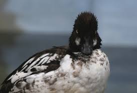 Attēlu rezultāti vaicājumam “Bucephala clangula juvenile”