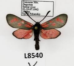 Attēlu rezultāti vaicājumam “Zygaenidae”