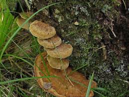 Attēlu rezultāti vaicājumam “Inonotus leporinus”