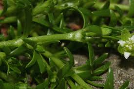 Attēlu rezultāti vaicājumam “Sagina procumbens fruit”