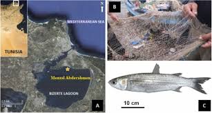 Image result for Chelon saliens