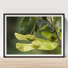 Attēlu rezultāti vaicājumam “Acer campestre fruit”