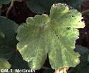 Protectant fungicides for managing powdery mildew in cucurbits ...