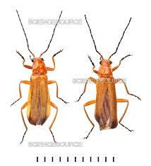 Attēlu rezultāti vaicājumam “Rhagonycha fulva”