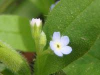 Attēlu rezultāti vaicājumam “Myosotis sparsiflora”