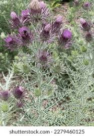 Image result for Ptilostemon afer