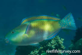 Image result for Chlorurus gibbus