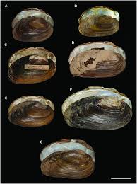 Attēlu rezultāti vaicājumam “Unio crassus”
