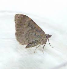 Attēlu rezultāti vaicājumam “Xanthorhoe ferrugata”