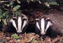 meaning that the badger is