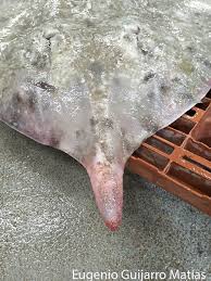 Image result for Rostroraja alba