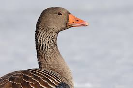 Attēlu rezultāti vaicājumam “Anser anser adult”