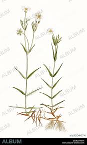 Attēlu rezultāti vaicājumam “Stellaria holostea”