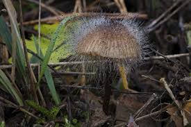 Attēlu rezultāti vaicājumam “Spinellus fusiger”