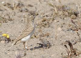 Image result for Calandrella rufescens