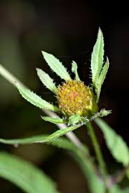 Attēlu rezultāti vaicājumam “Bidens frondosa flower”
