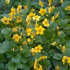 Attēlu rezultāti vaicājumam “Waldsteinia geoides flower”