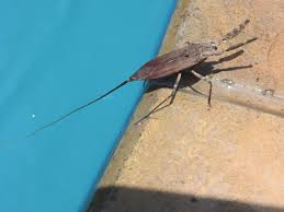 Attēlu rezultāti vaicājumam “Nepa cinerea nymph”