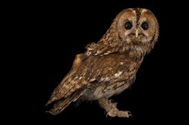 Image result for Strix aluco