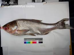 Image result for Hypophthalmichthys molitrix