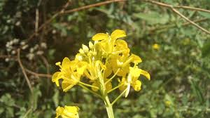 Attēlu rezultāti vaicājumam “Sisymbrium loeselii flower”