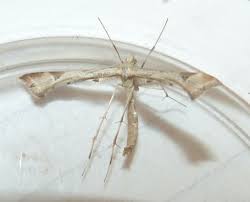 Attēlu rezultāti vaicājumam “Platyptilia gonodactyla”