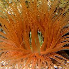 Image result for sea Anemone