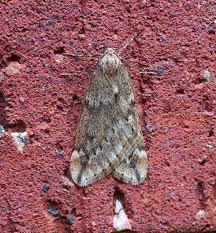 Attēlu rezultāti vaicājumam “Alsophila aescularia”