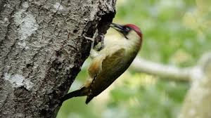 Attēlu rezultāti vaicājumam “Picus viridis nest”