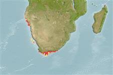 Image result for Argyrosomus inodorus