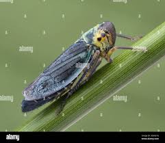 Attēlu rezultāti vaicājumam “Cicadella viridis female”