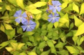 Attēlu rezultāti vaicājumam “Plumbaginaceae”