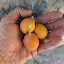 Attēlu rezultāti vaicājumam “Sesleria caerulea fruit”