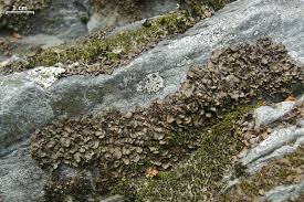 Attēlu rezultāti vaicājumam “Dermatocarpon luridum”