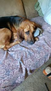 Image result for Carlisle BloodHounds