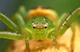 Attēlu rezultāti vaicājumam “Diaea dorsata”