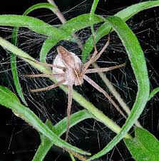 Attēlu rezultāti vaicājumam “Pisaura mirabilis cocoon”