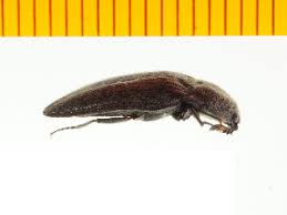 Attēlu rezultāti vaicājumam “Actenicerus sjaelandicus”